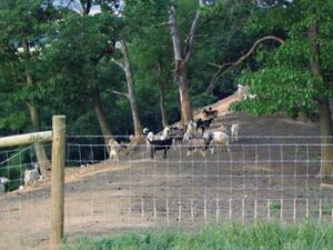 Billy Goats Gruff Take Toll On V&G Bridge Team